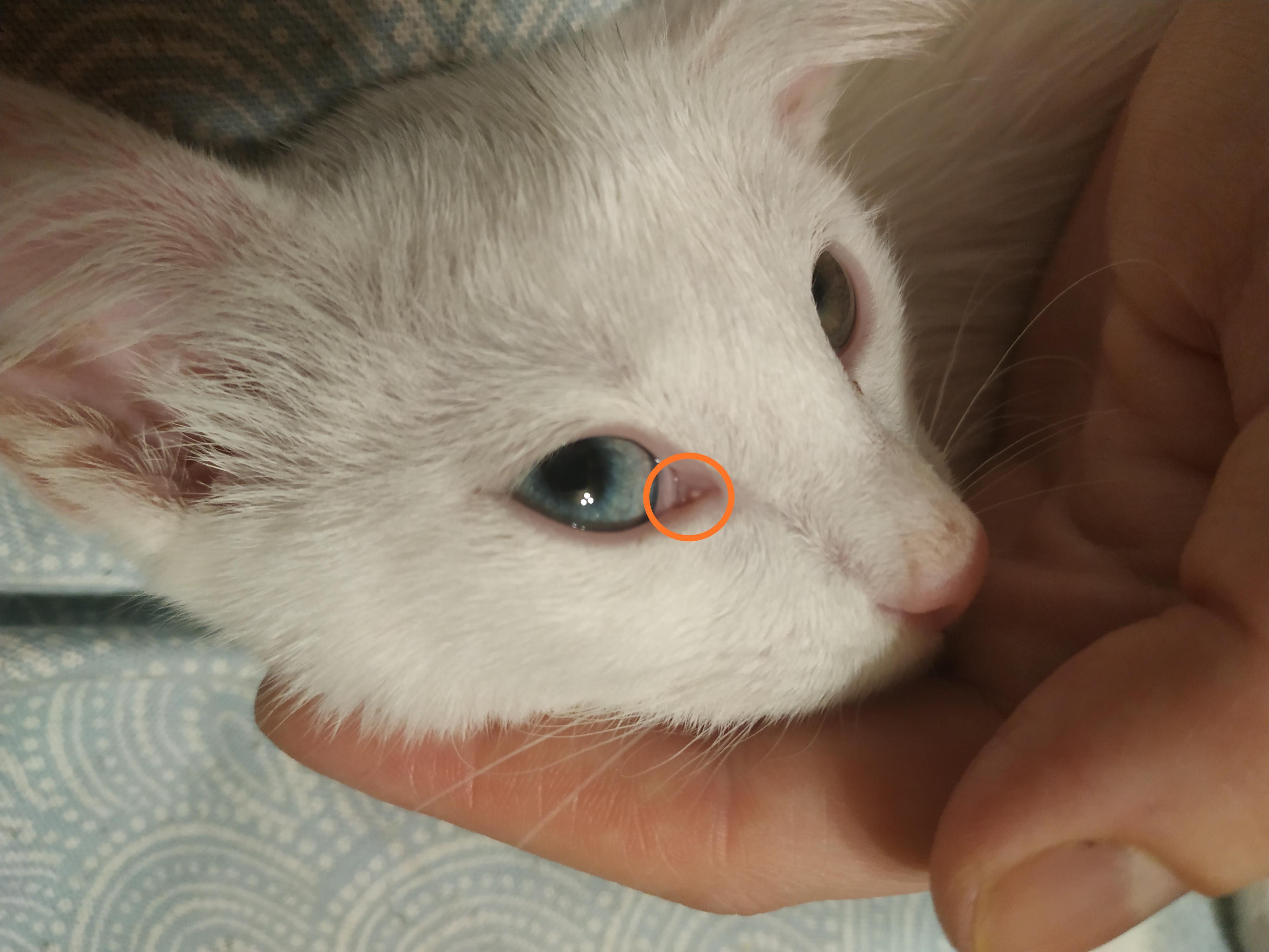 У кота белое в уголках глаз