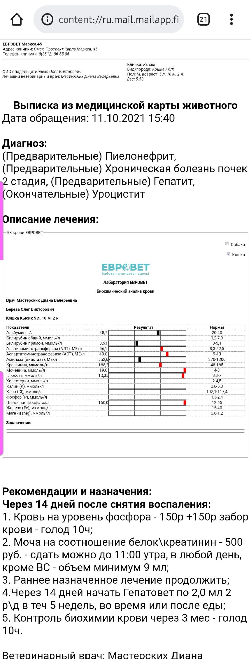 МКБ у кота, бесплатная консультация ветеринара - вопрос задан пользователем  Назик Петросян про питомца: кошка Без породы (домашняя кошка)