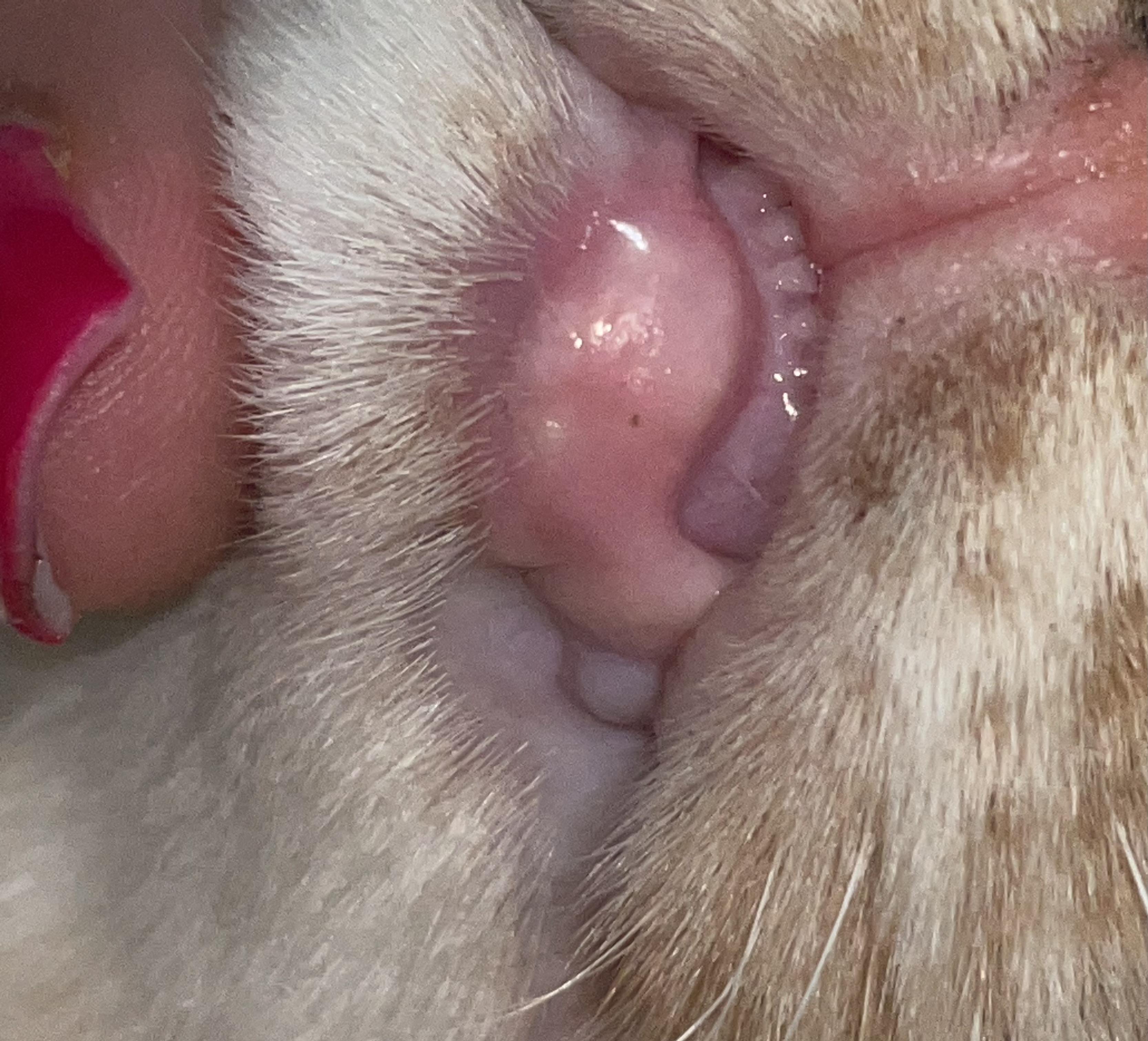 У кошки опухла нижняя губа — причины и что делать?