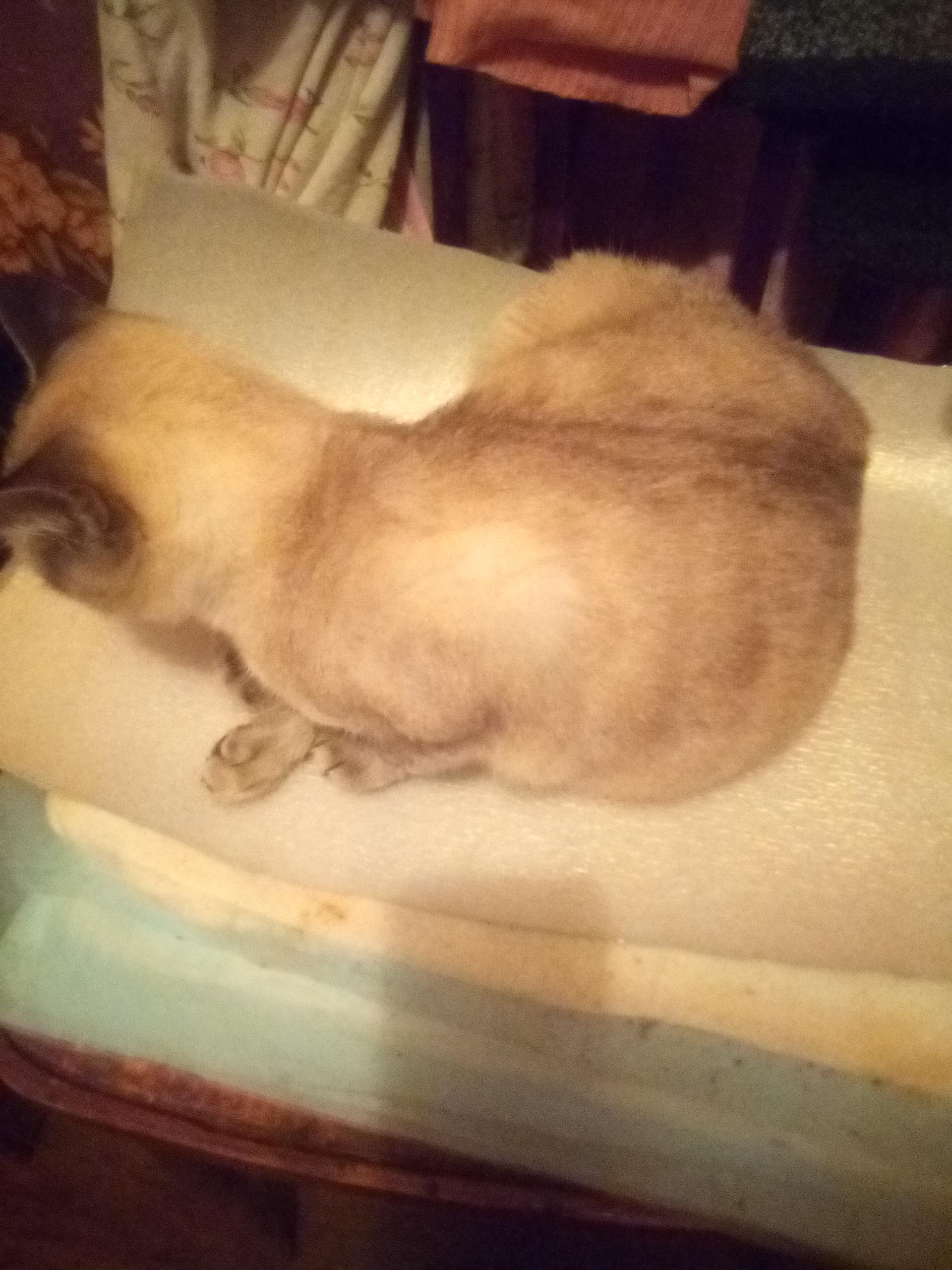 Кот сидит криво на один бок