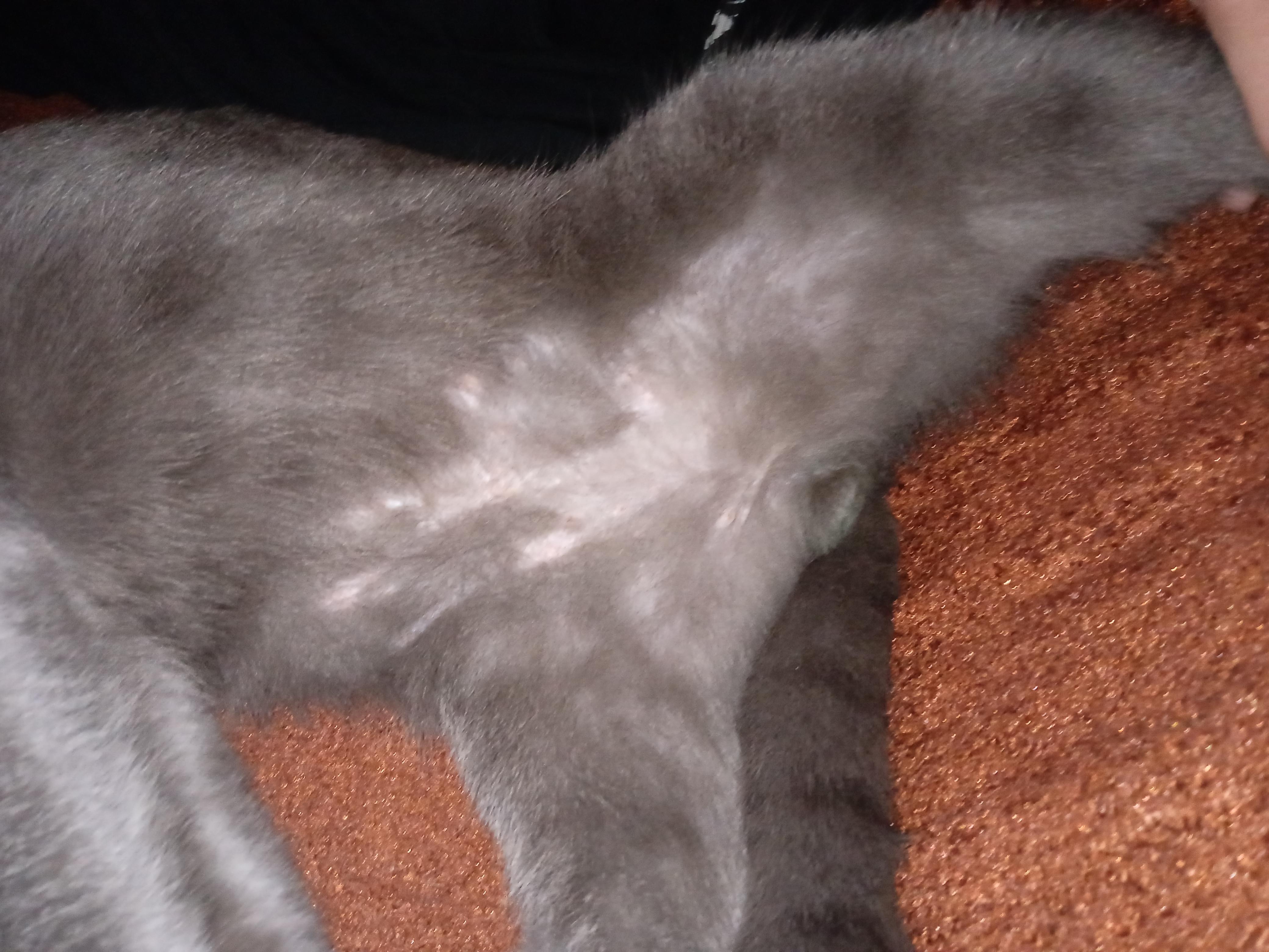 Шерсть на загривке. Средняя шерсть у кошки. Выпадение шерсти у кошек на спине.