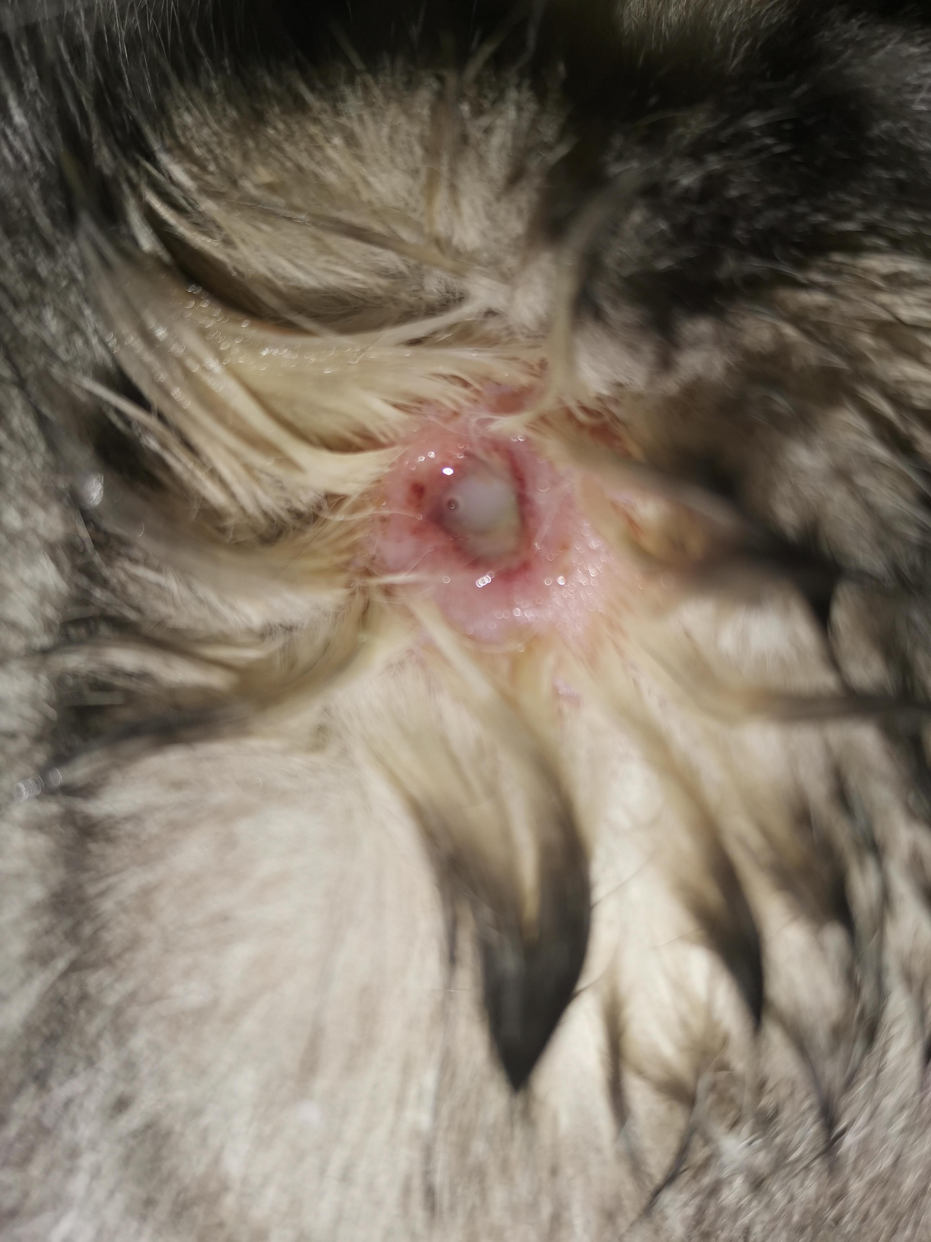 Лечение ран у кошек - статьи о ветеринарии «Свой Доктор»