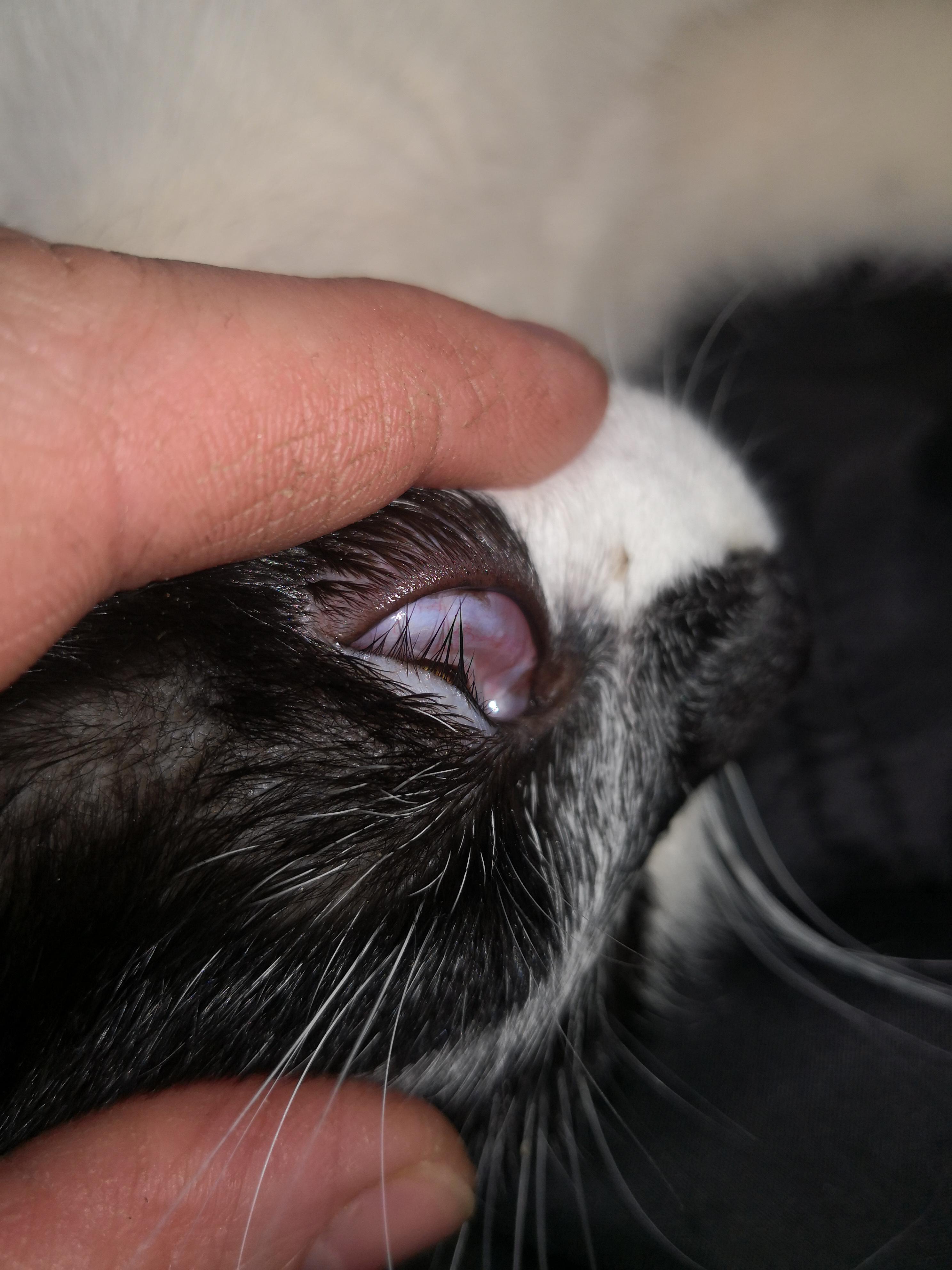 У котёнка опухло третье веко, бесплатная консультация ветеринара - вопрос  задан пользователем Ilze Stempere про питомца: кошка Без породы (домашняя  кошка)