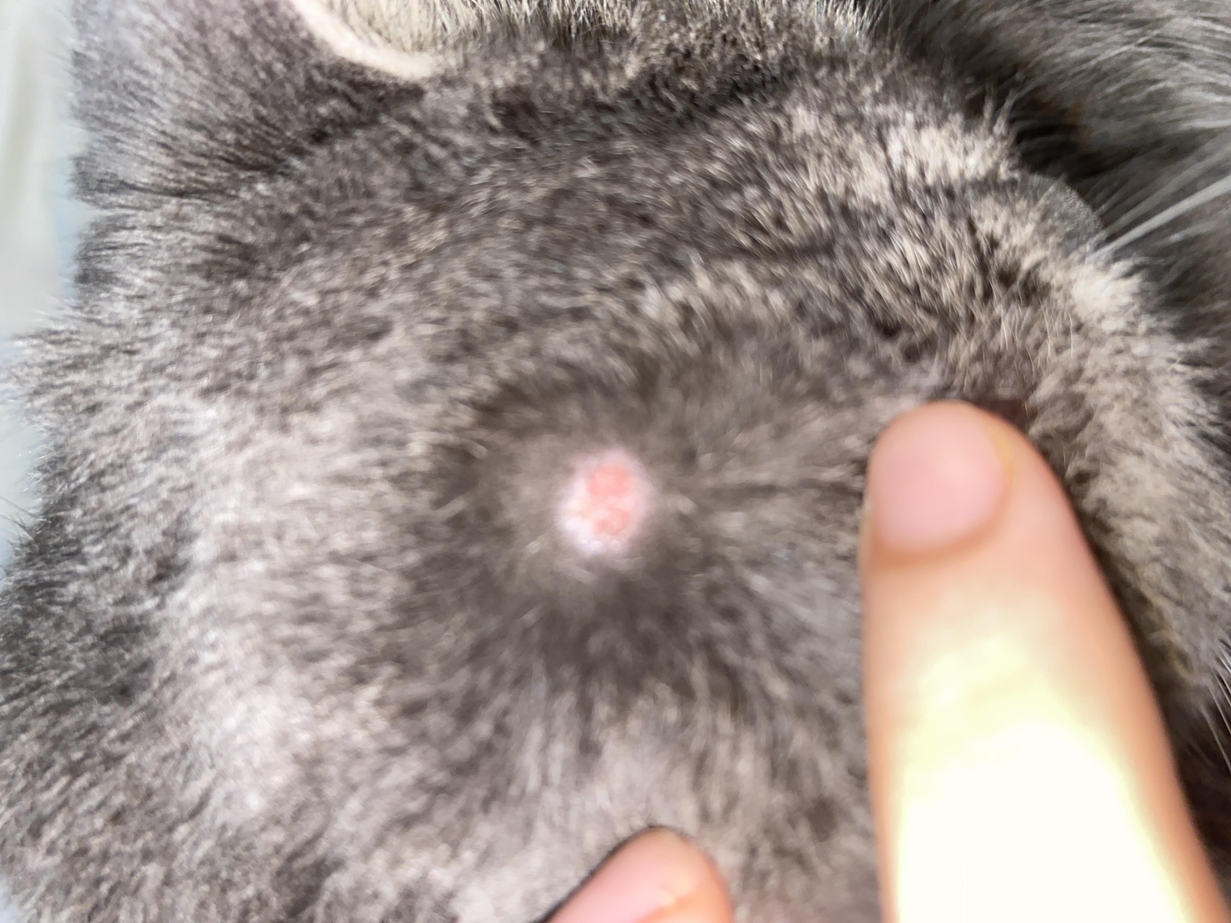 Болячки у кошки на шее и голове: причины и лечение | Ветерритория