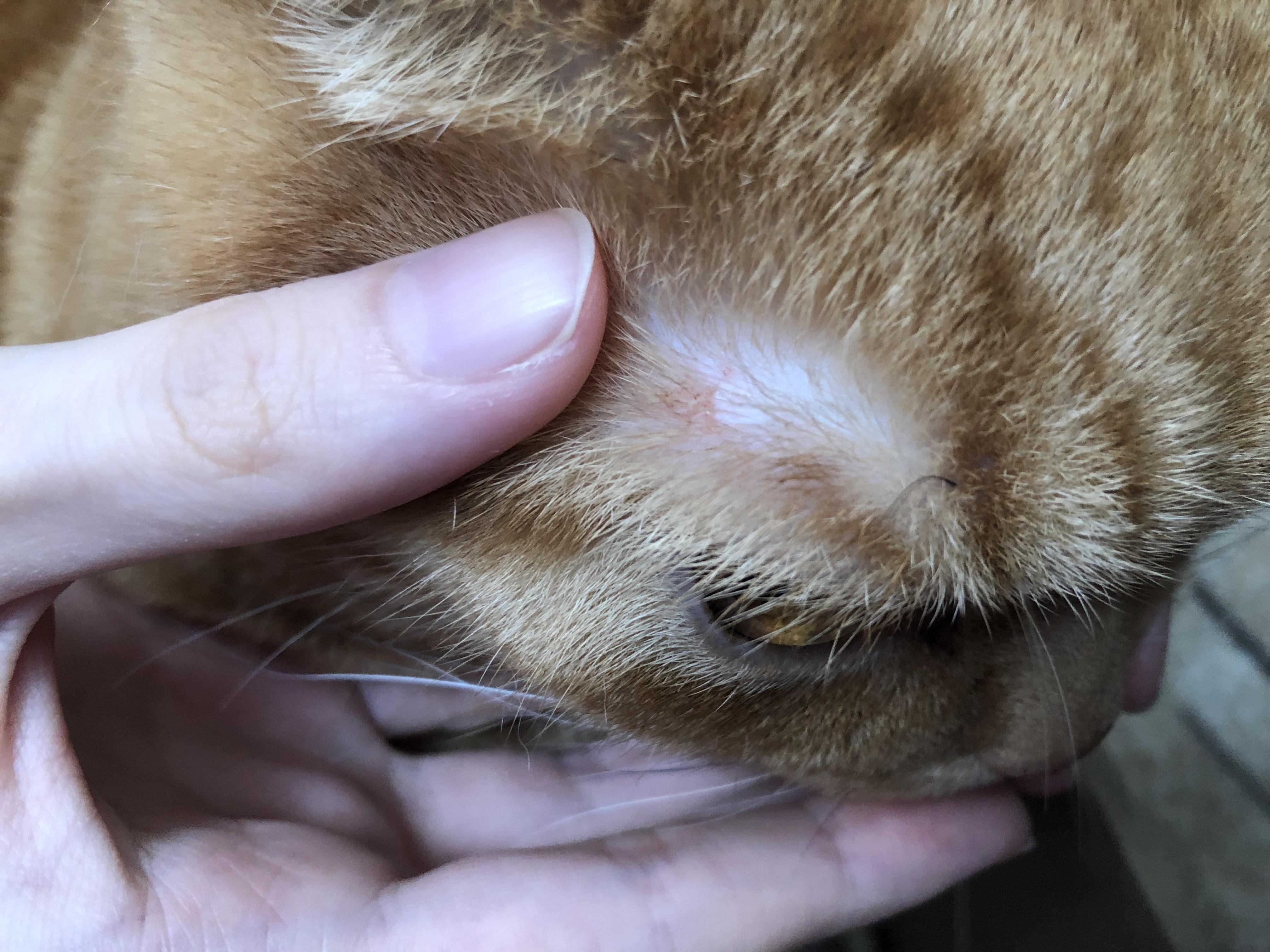 Странная шишка на голове у кошки, бесплатная консультация ветеринара -  вопрос задан пользователем Филипп Чеботарев про питомца: кошка Британская  кошка