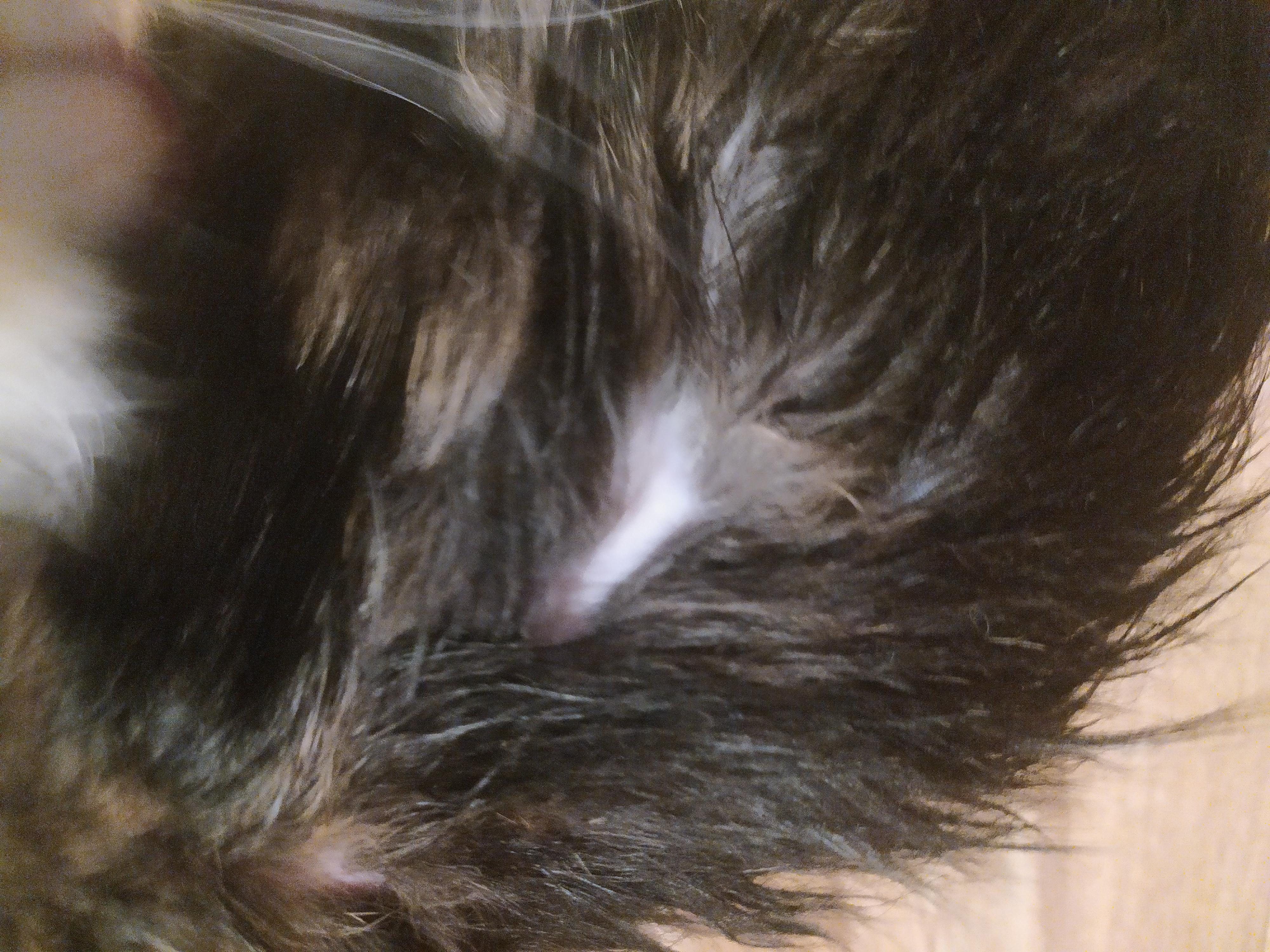 проплешины у кота на спине причины и лечение