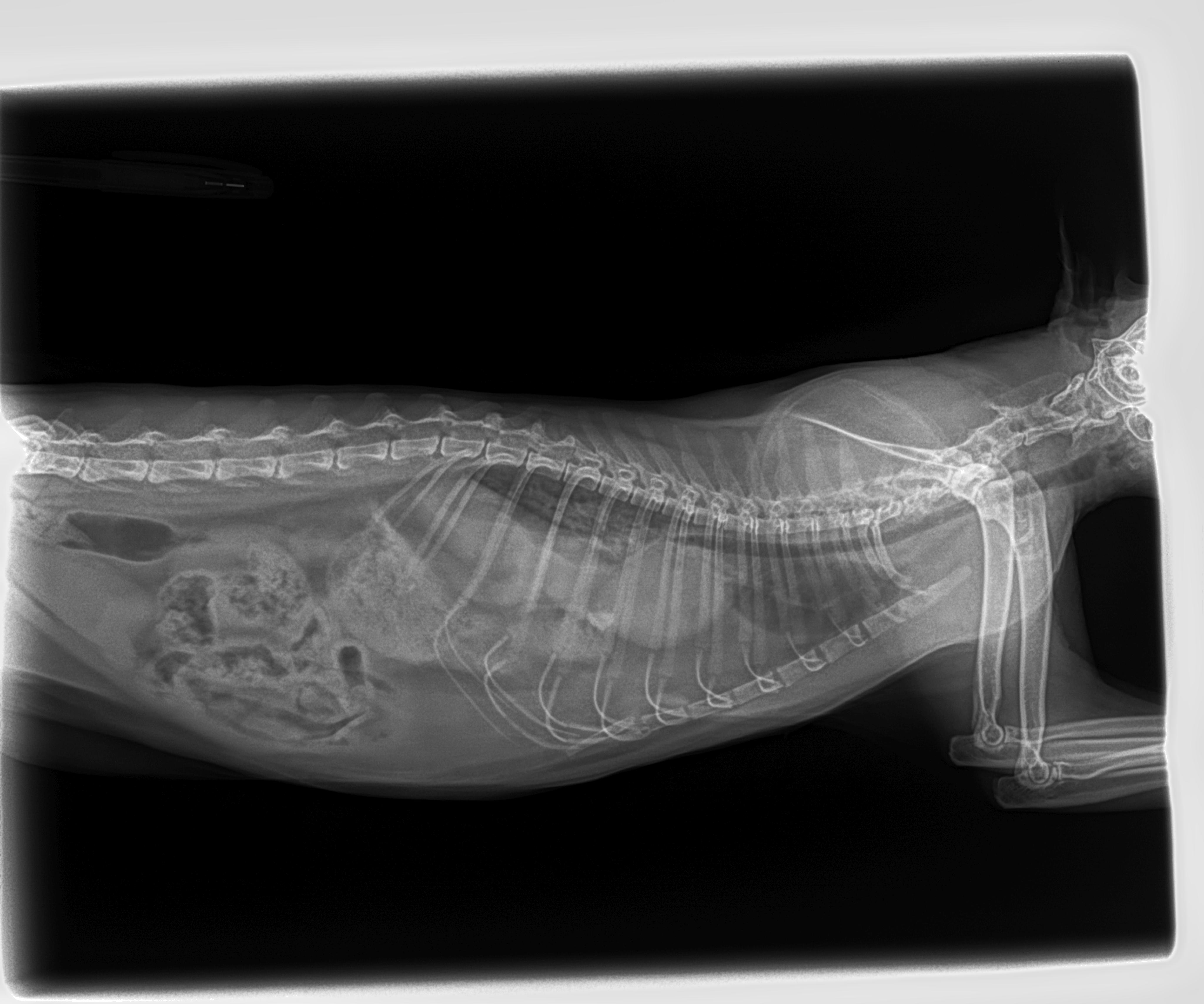 Диафрагмальная грыжа у кота, бесплатная консультация ветеринара - вопрос  задан пользователем Лесли Миллс про питомца: кошка Без породы (домашняя  кошка)