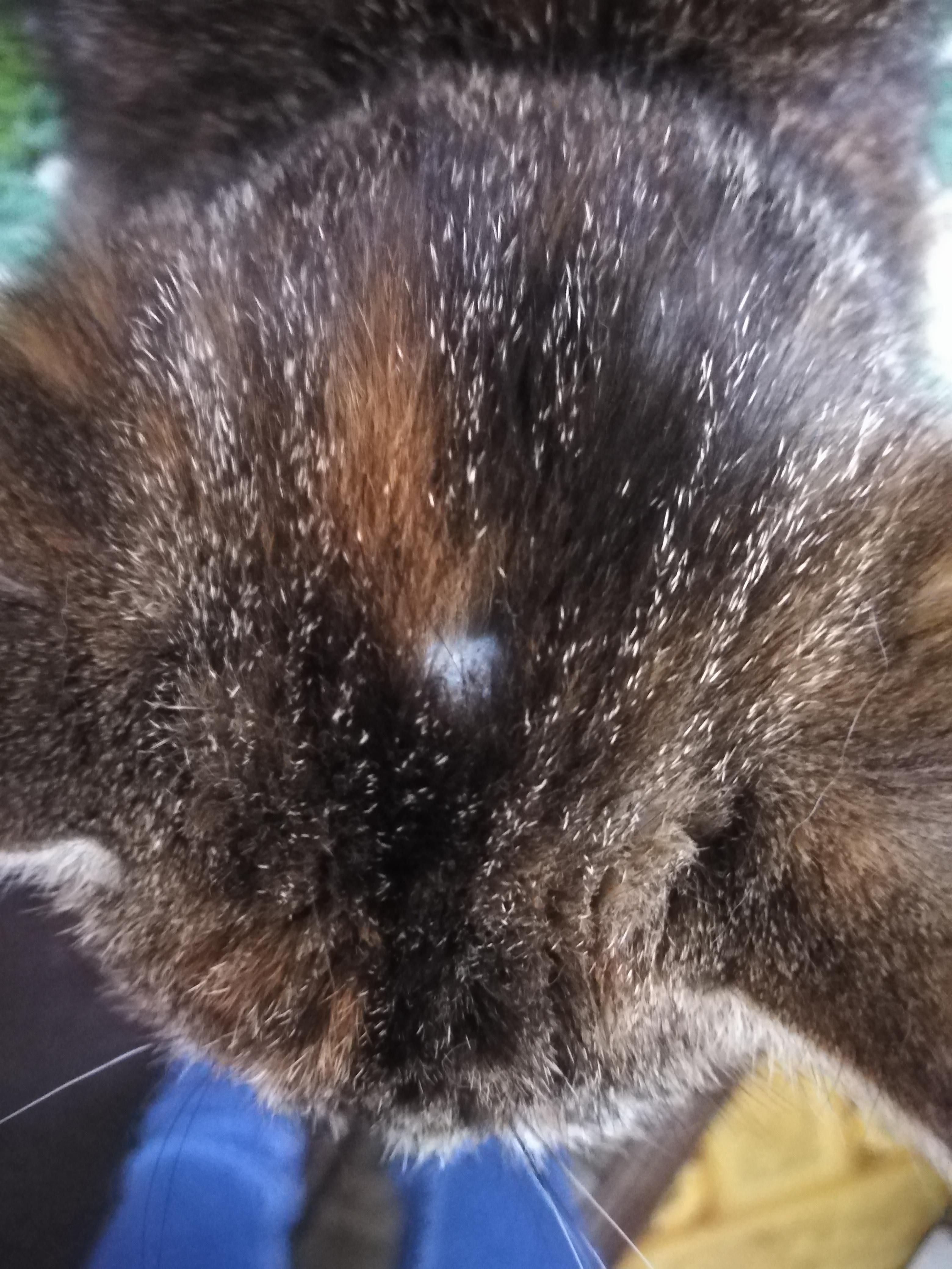 проплешины у кошки на голове