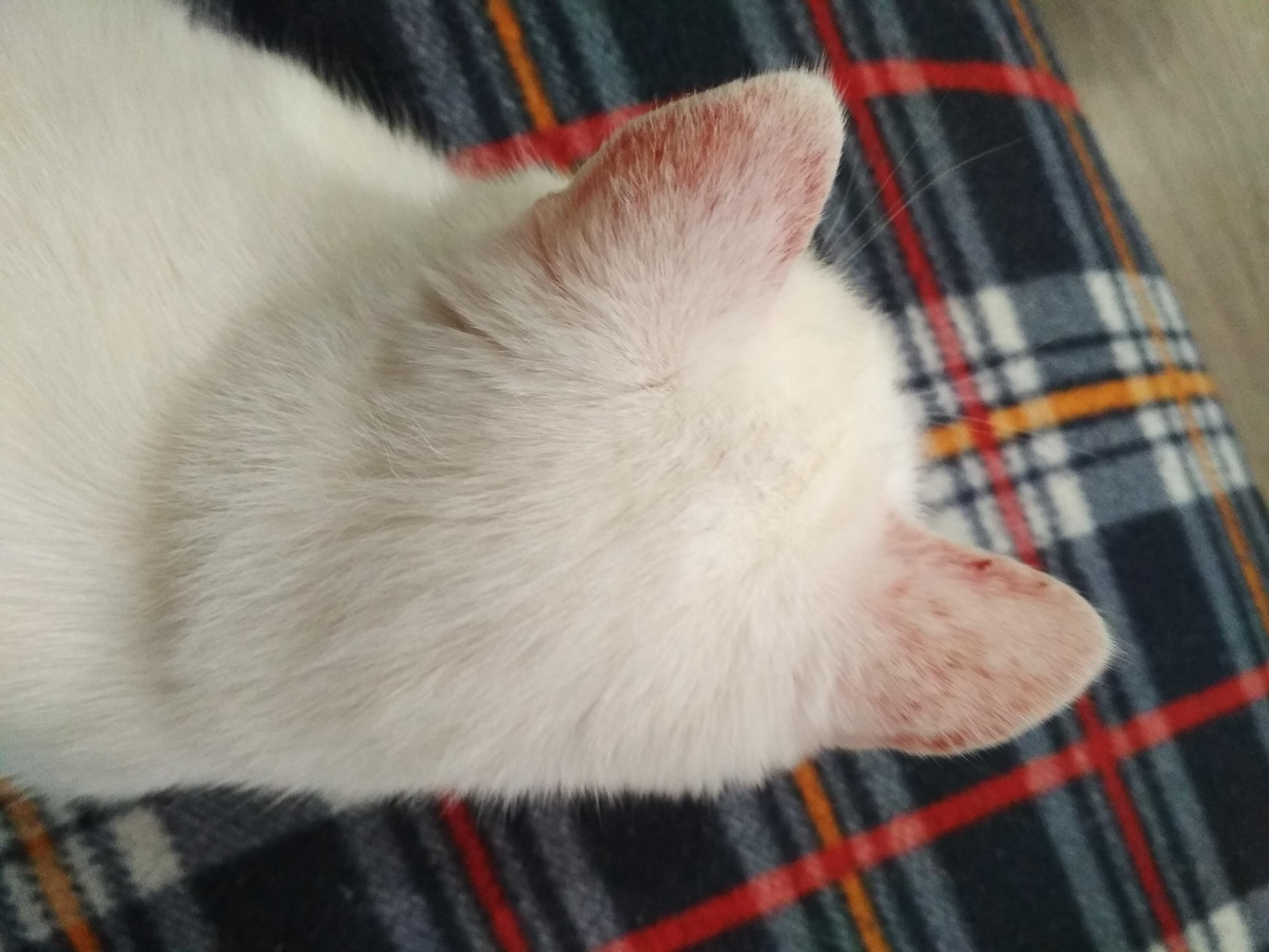 Ушной грибок у кошек | Апиценна