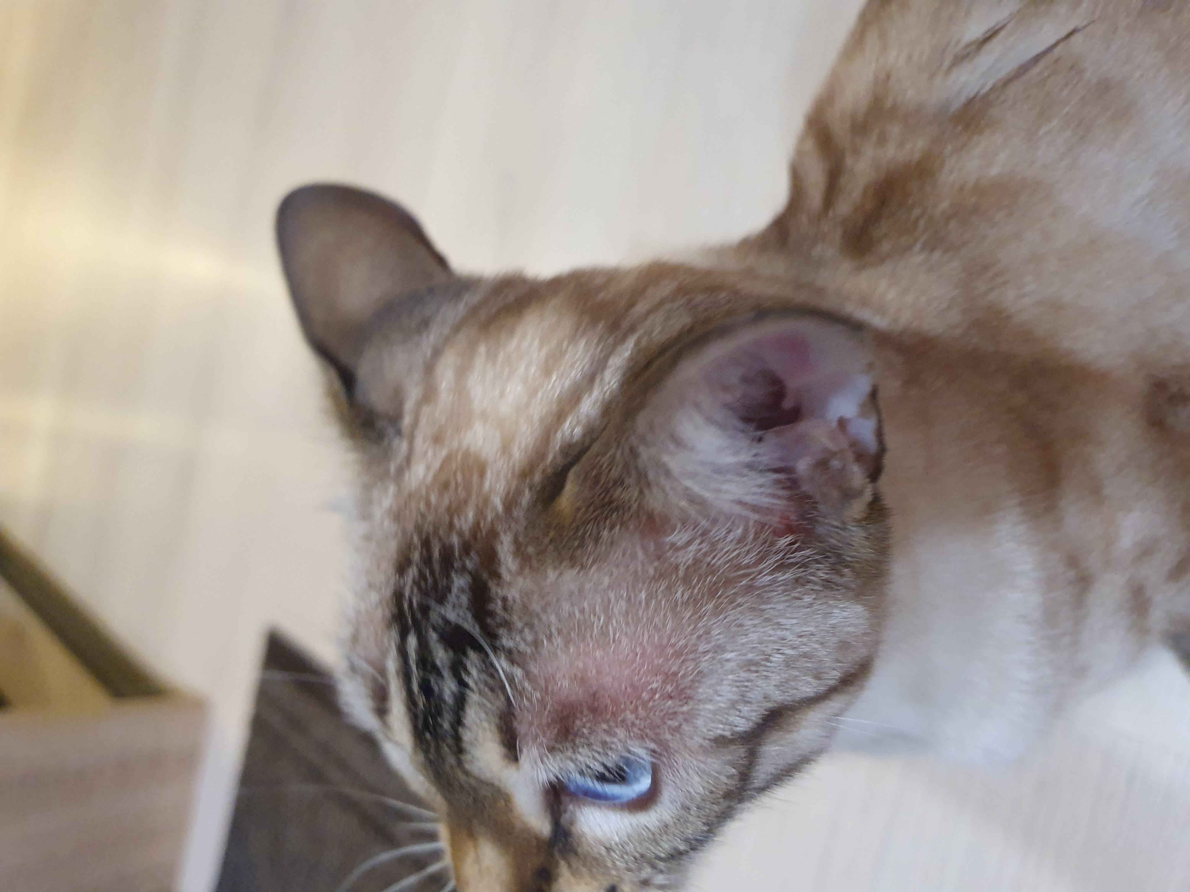 6 причин почему на ушах кошки красные пятна