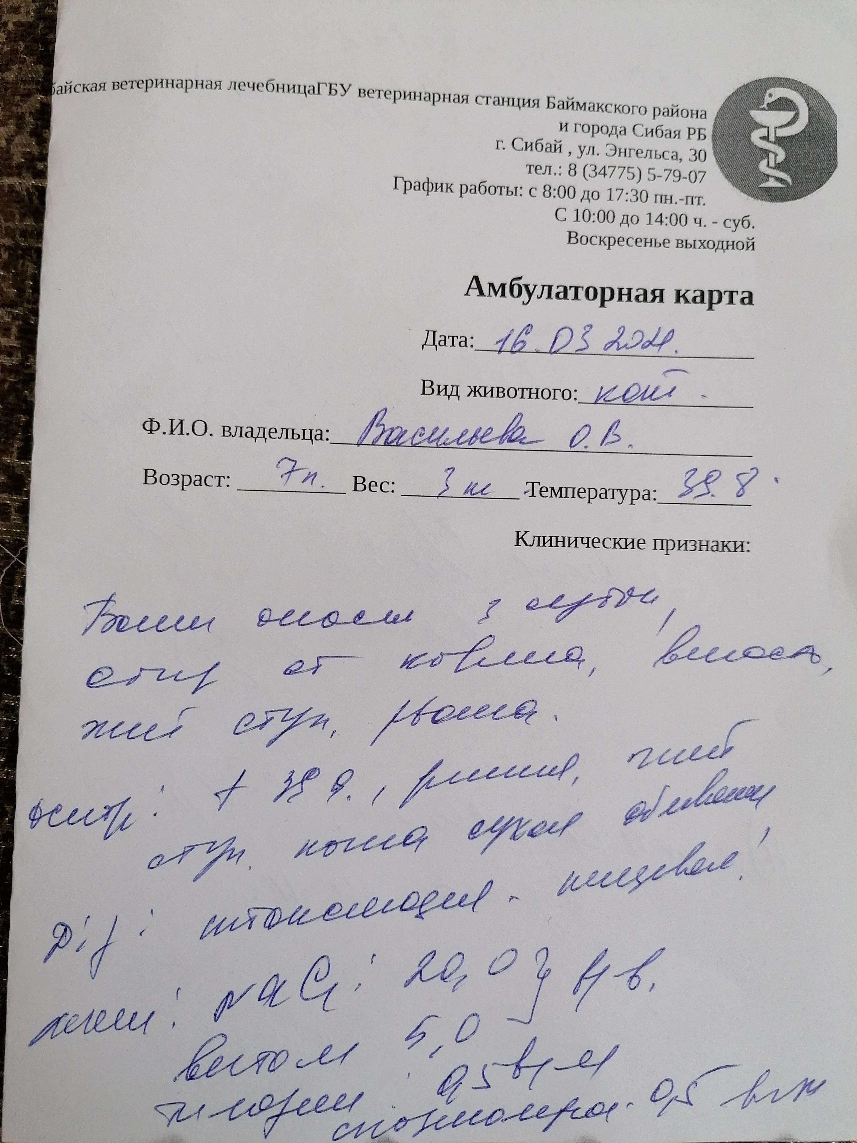 Объявление о потери кошки образец заполнения