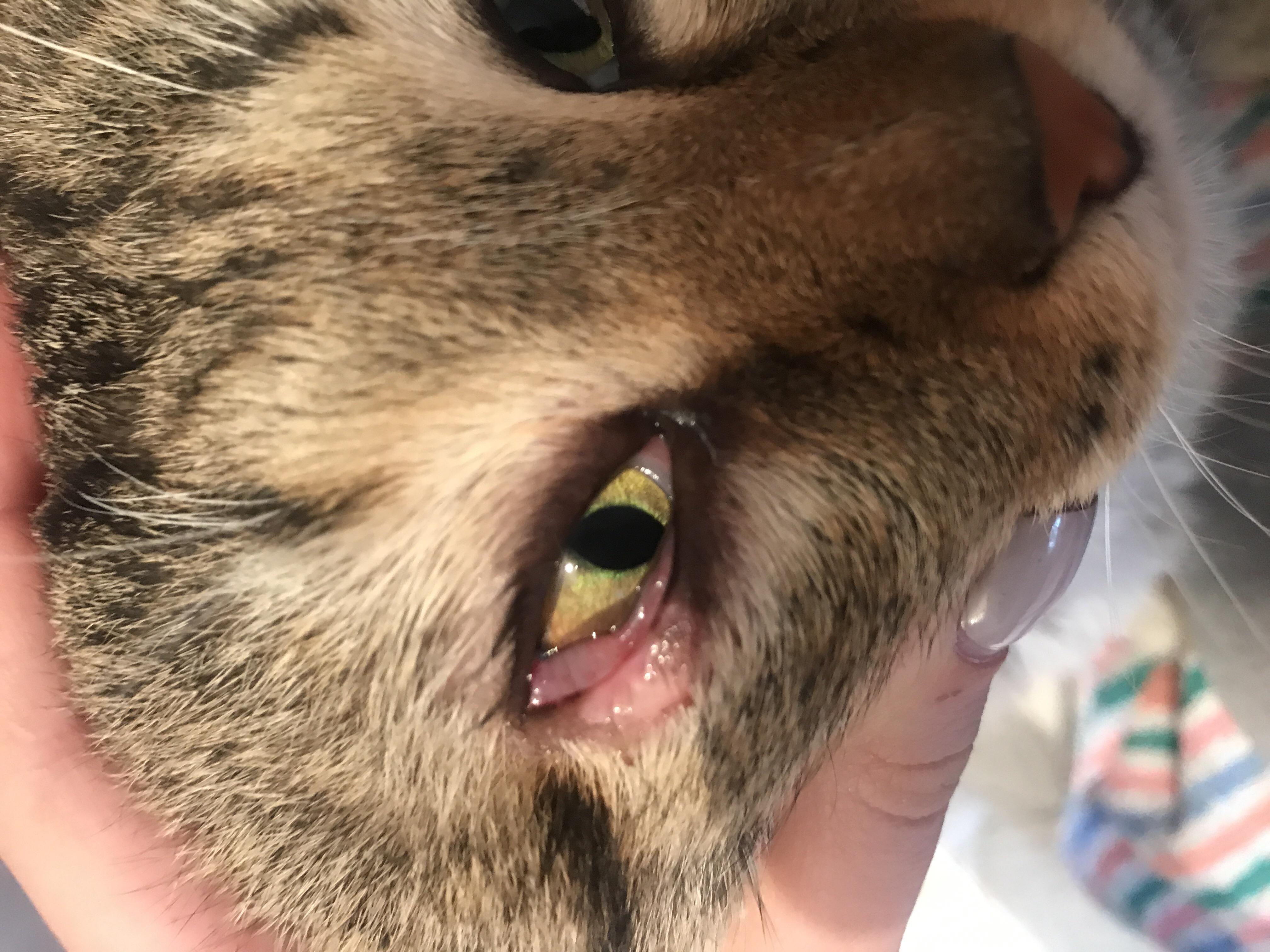 У кота воспалился глаз, бесплатная консультация ветеринара - вопрос задан  пользователем Виктория Минаева про питомца: кошка Без породы (домашняя кошка )