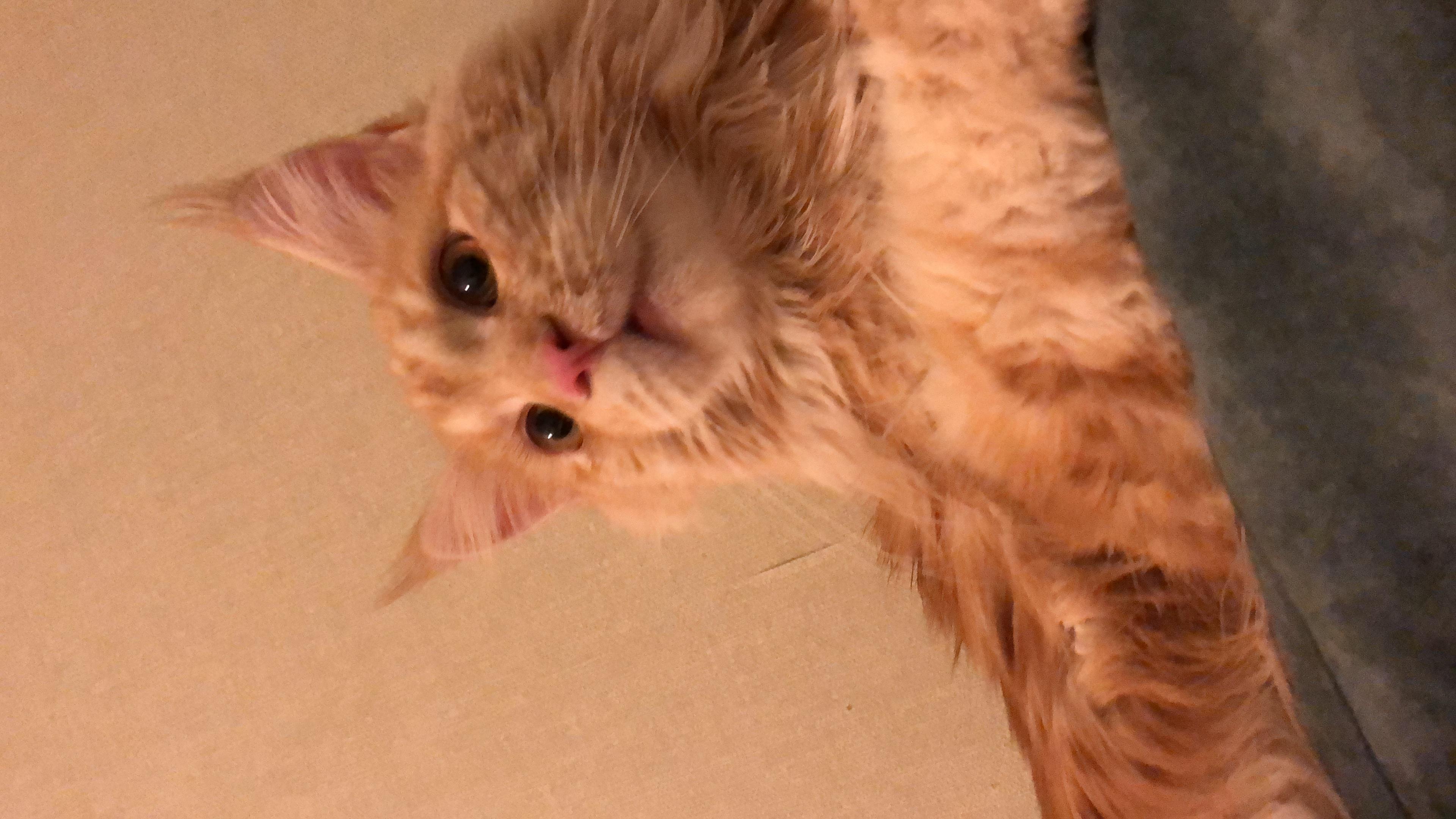 Постоянно заложен нос у кота, бесплатная консультация ветеринара - вопрос  задан пользователем Алла Слободенюк про питомца: кошка Мейн-кун