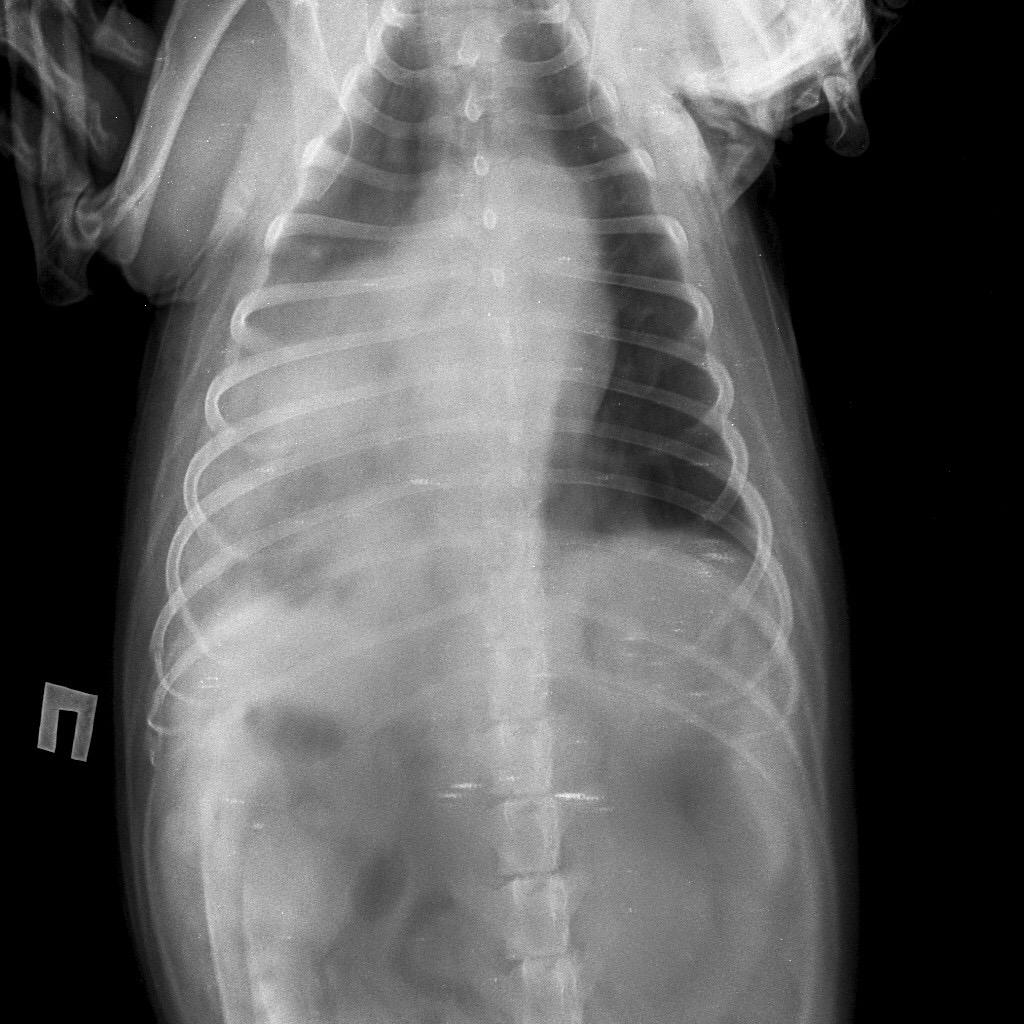 Пневмония у собак рентген