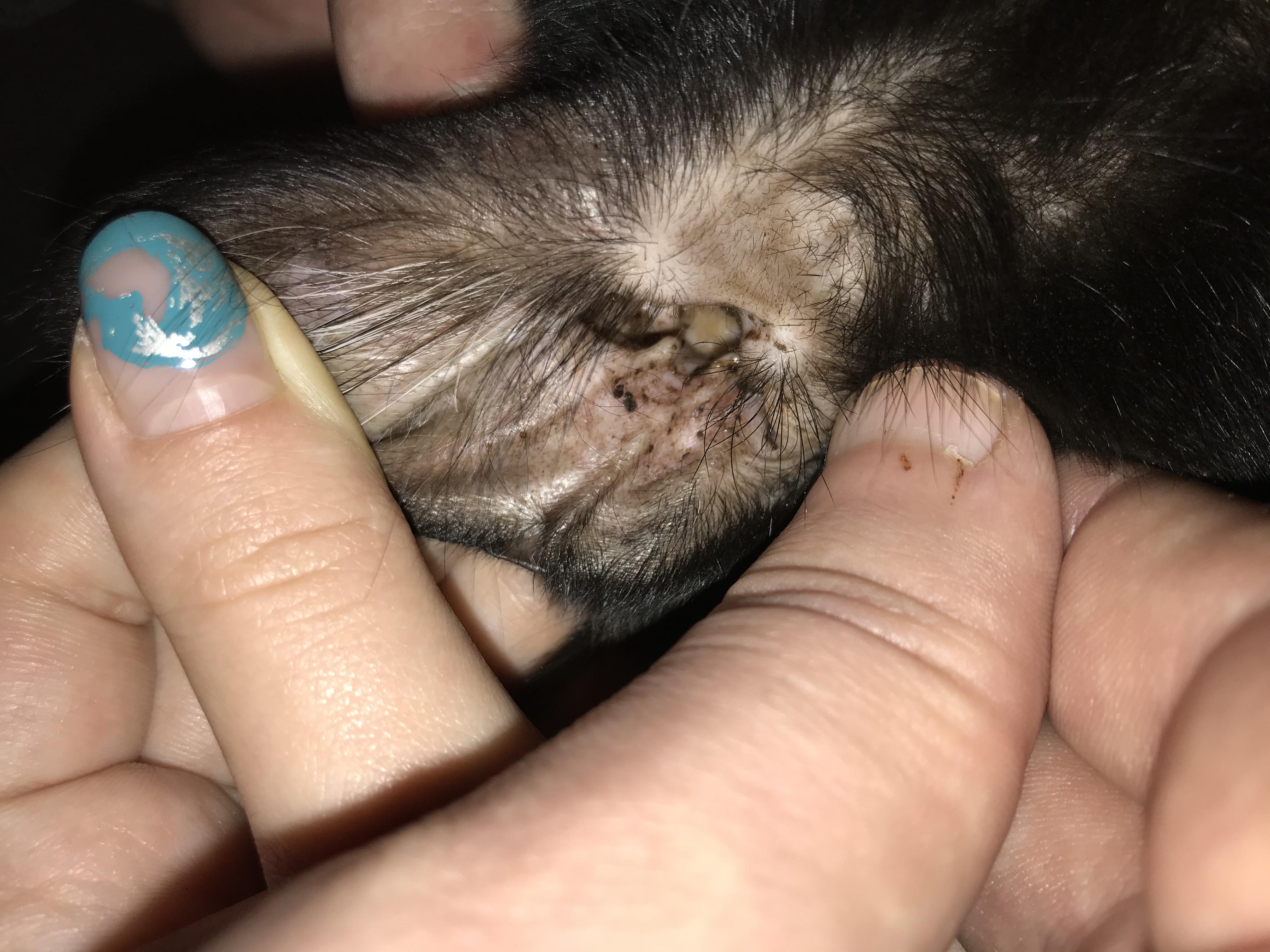 Воспаление параанальных желез у кошки