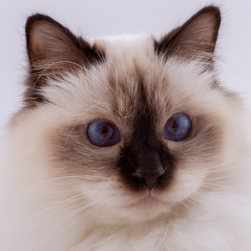 Бирманская (священная бирма) - описание породы кошек: характер, особенности  поведения, размер, отзывы и фото - Питомцы Mail.ru