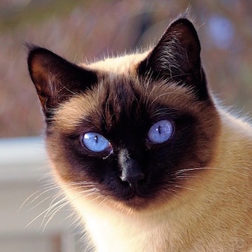 сиамская кошка характер и поведение