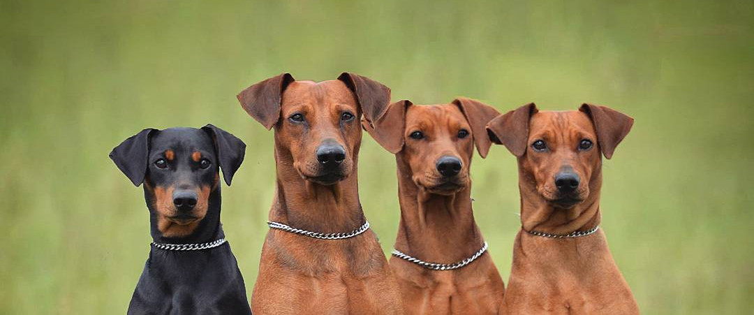 Немецкий пинчер - описание породы собак: характер, особенности поведения,  размер, отзывы и фото - Питомцы Mail.ru
