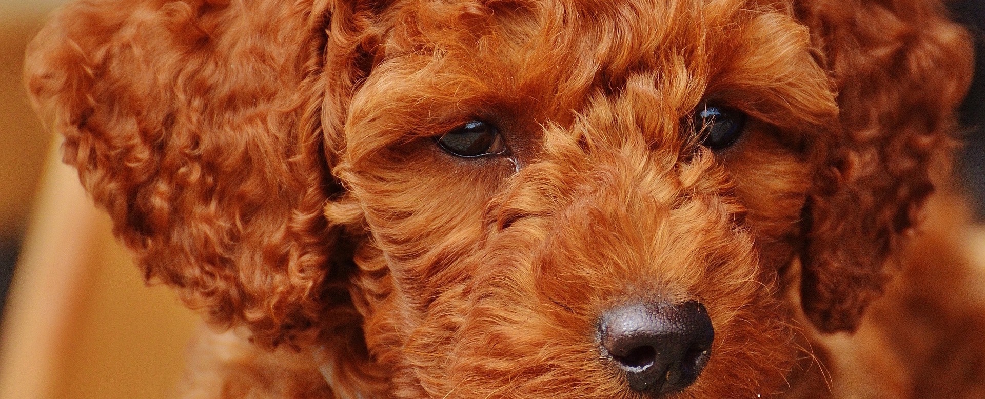 Пудель: виды и фото собаки, описание, характер породы - разнообразие и особенности породы пудель