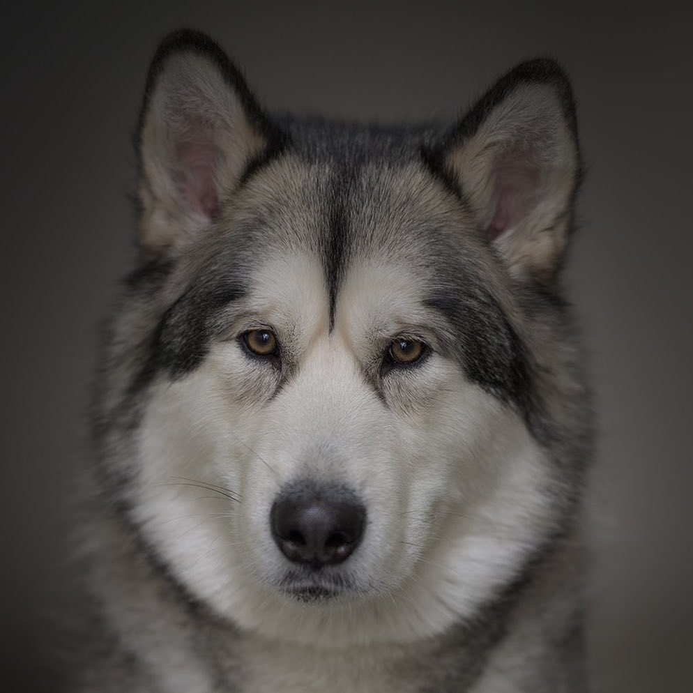 Аляскинский маламут - описание породы собак: характер, особенности  поведения, размер, отзывы и фото - Питомцы Mail.ru