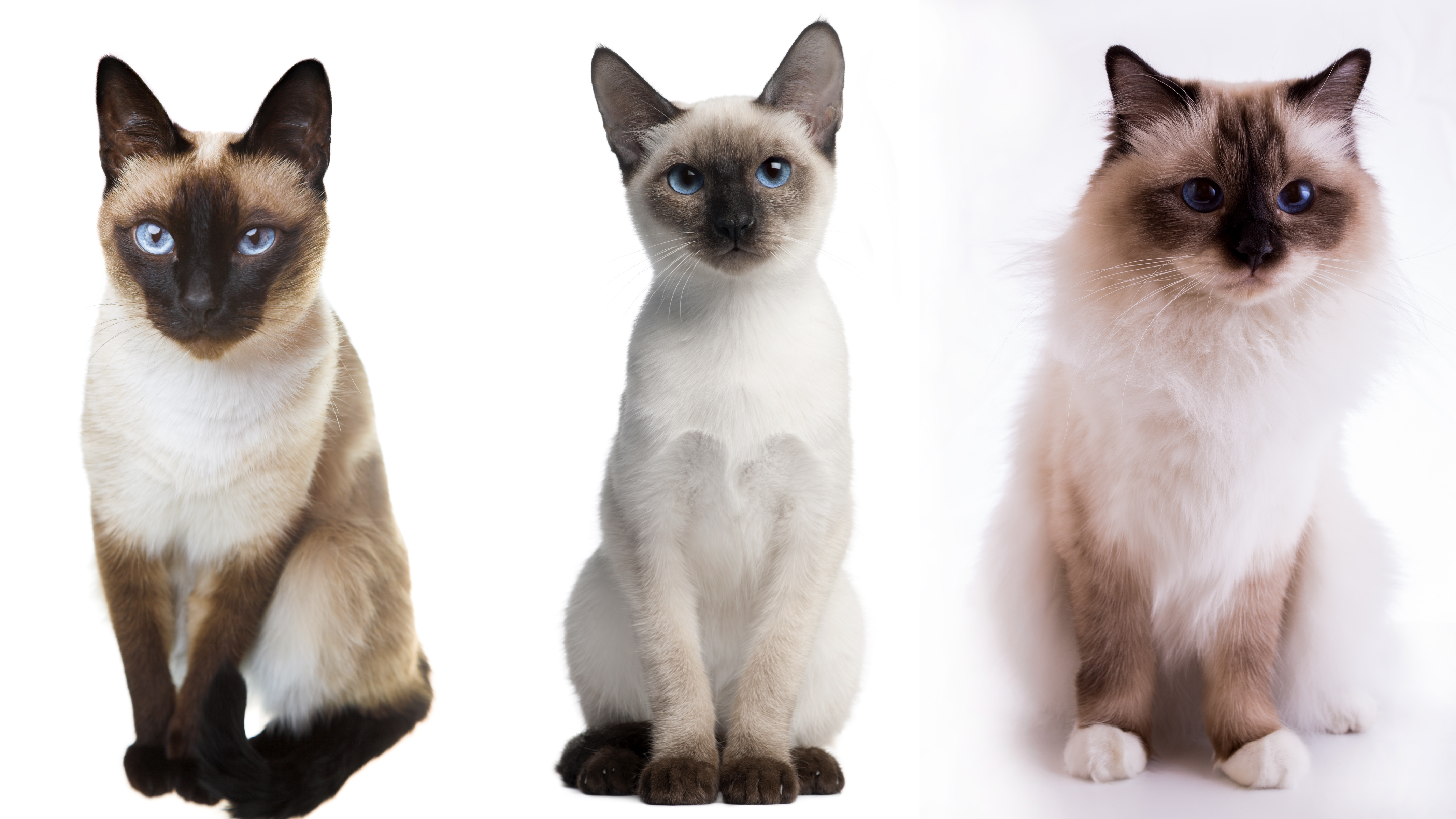 Чем отличается кота. Сиамская и тайская кошка. Тайская Сиамская порода. Тайская и Сиамская кошка отличия. Тайская кошка и Сиамская кошка.