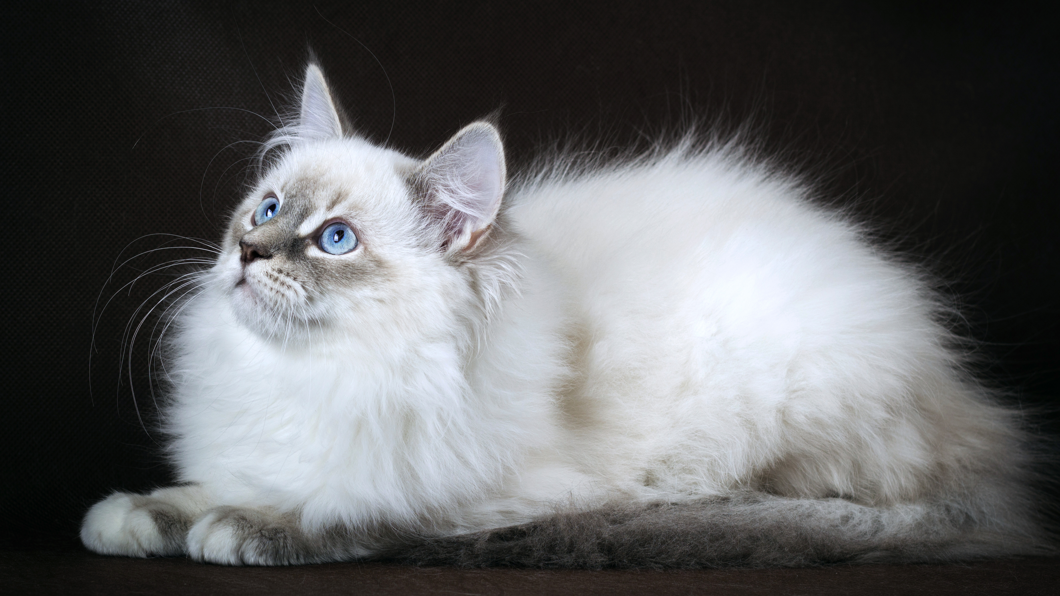Белые Кошки Породы Фото И Названия