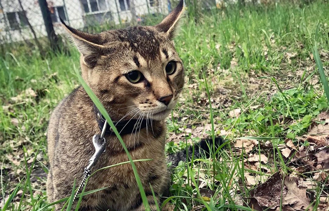 Чаузи Кошка Фото Описание