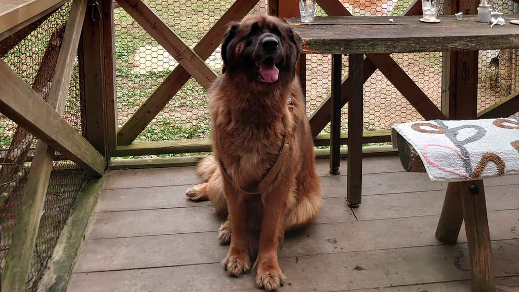 Leonberger Opisanie Porody Sobak Harakter Osobennosti Povedeniya Razmer Otzyvy I Foto Pitomcy Mail Ru