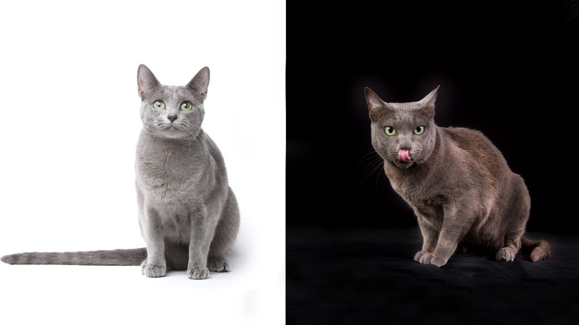 Кошки похожие на британцев порода