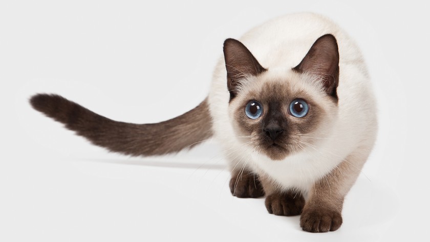 пушистая сиамская кошка с голубыми глазами порода