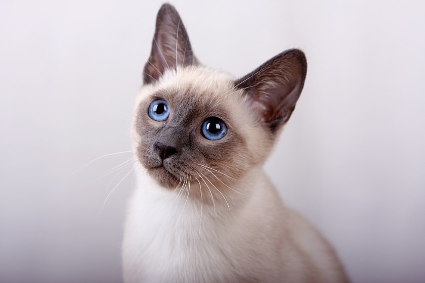 тайская кошка фото описание породы