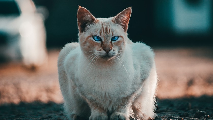 Gato british ojos azules